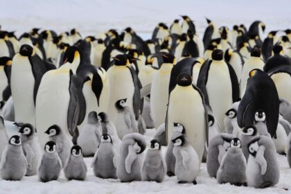 Iceberg encalhado dizima 69% dos filhotes de pinguins-imperadores
