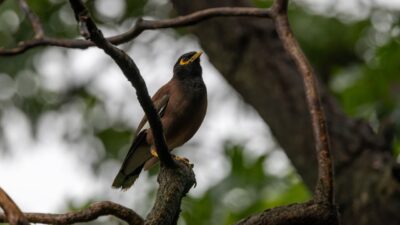 Pássaro introduzido na Austrália invade habitats e ameaça espécies nativas