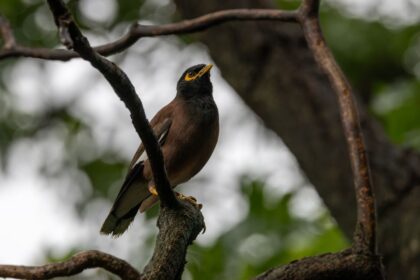 Pássaro introduzido na Austrália invade habitats e ameaça espécies nativas