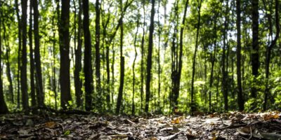 Silvicultura impulsiona recorde: produção florestal chega a R$47,9 bi em 2025
