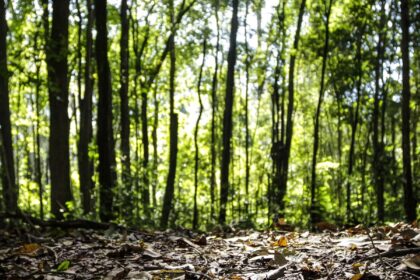 Silvicultura impulsiona recorde: produção florestal chega a R$47,9 bi em 2025