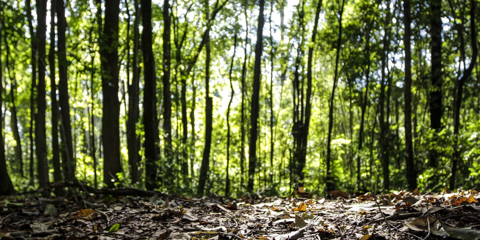 Silvicultura impulsiona recorde: produção florestal chega a R$47,9 bi em 2025